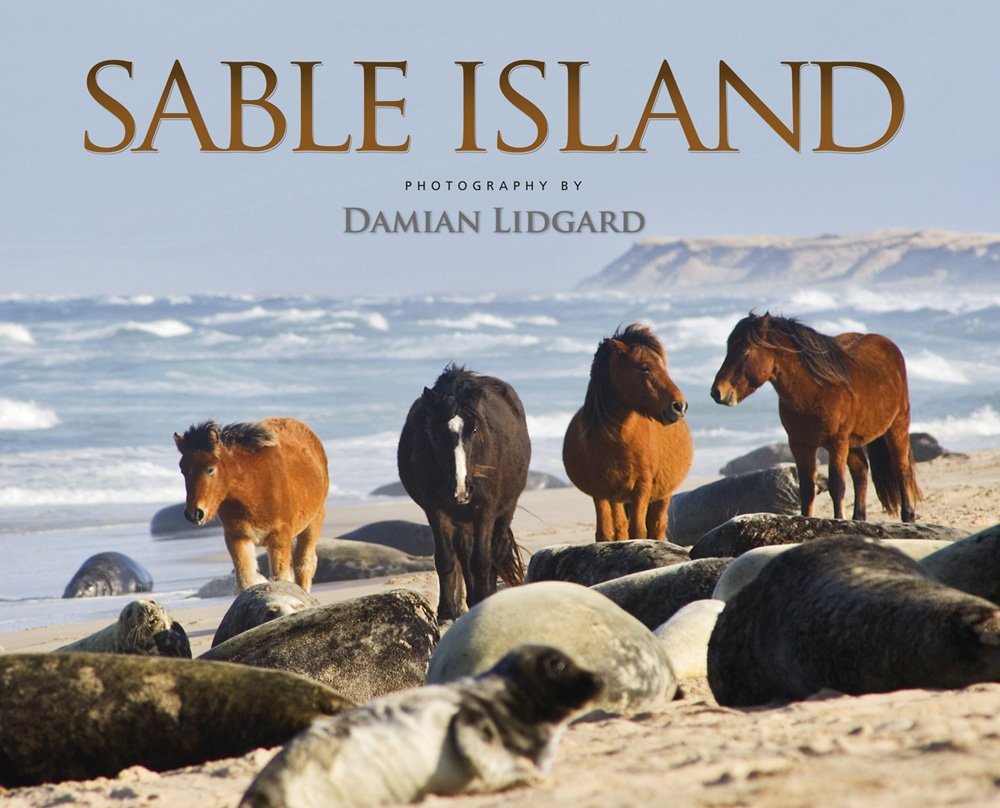 Sable-Island-Wild-Horses-Photography-by-Damian-Lidgard