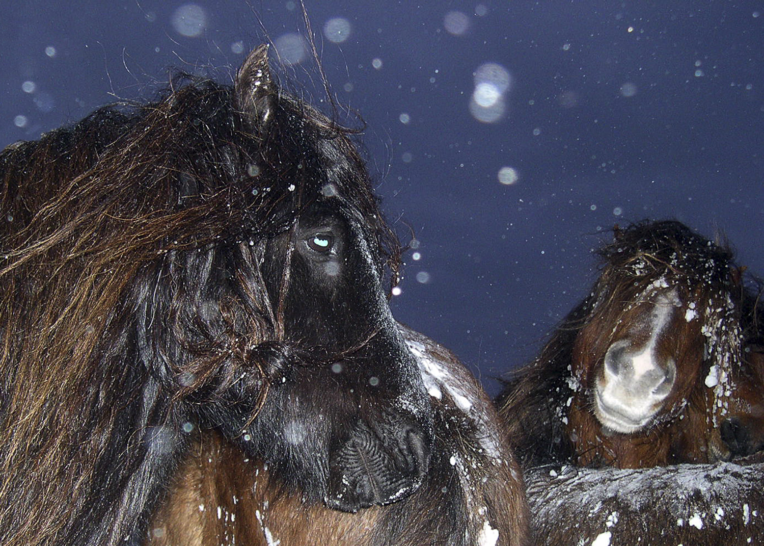 Horses and snow.jpg