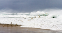 Sanderlings and surf