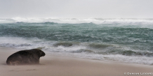 Old Man and the Sea