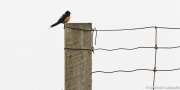 Swallow on fence