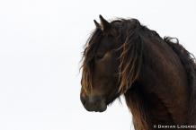 Brown horse