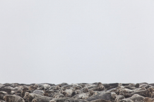 Seals, space