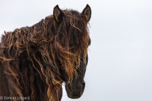Horse, wild, wind