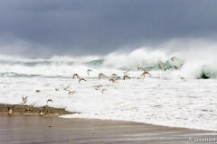 Sanderlings and surf