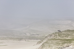 Horse, dunes, space