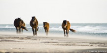 Reservoir Horses