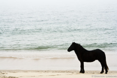 Horse, Sable Island