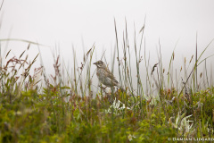 Sparrow, grass