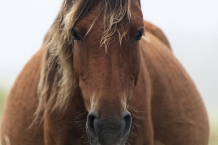 Mare, Sable Island