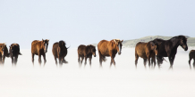 Horses, South Beach