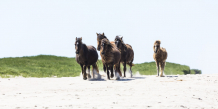 Gallop on North Beach