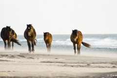 Reservoir Horses