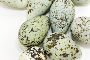 Bird Eggs #12