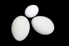 Bird Eggs #15