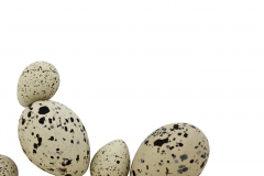 Bird Eggs #17
