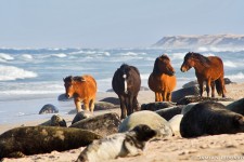 Horses, Seals, Beach; Sable Island, #151, 2006