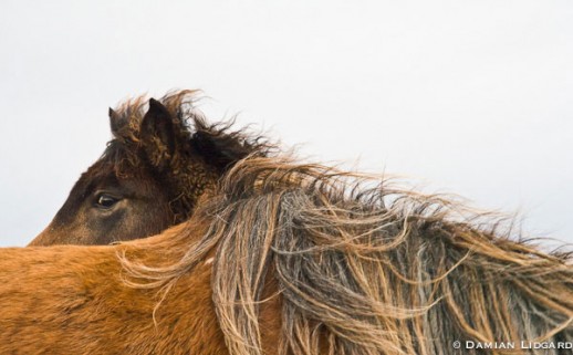 Two Horses; Sable Island, 2007 (#194)