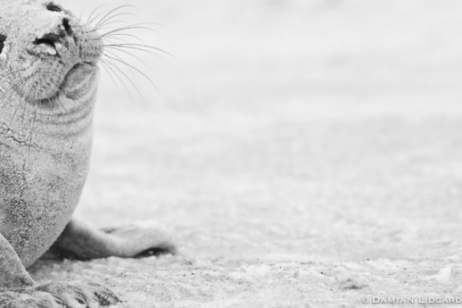 Seal, Sand and Snow; Sable Island, 2008 (#270)