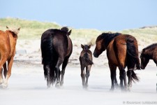 Mother, Sable Island horses, NS
