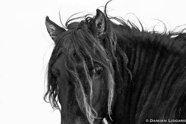Black horse Sable Island