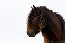 Brown horse, Sable Island