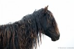 Wild horse, Sable Island