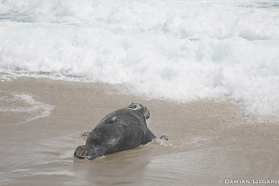 Grey seal with satellite-GPS tag, Sable Island