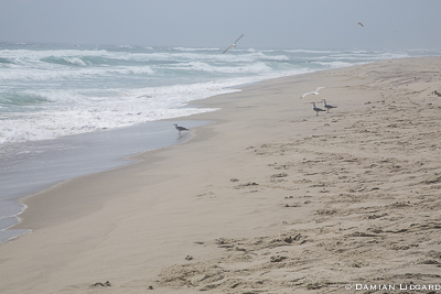 Surf, beach and gulls Sable Island