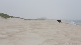 Lone horse on South Beach