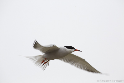 Tern in flight, Sable Island