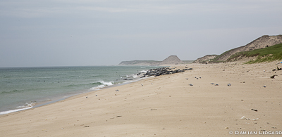 Grey seals and dunes