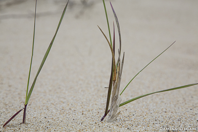 Majestic grass, Sable Island