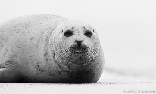 Harbour Seal; Sable Island, #395