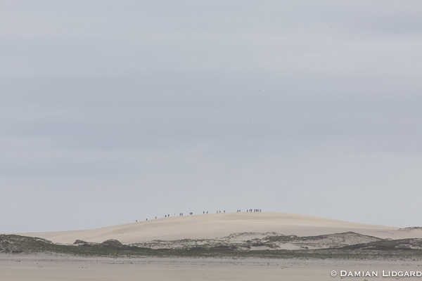 Bald dune, Sable Island