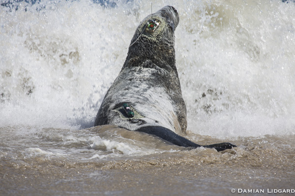 Grey seal male in surf
