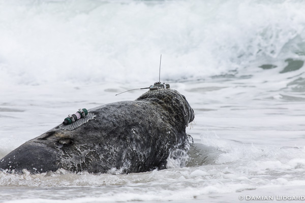 Male grey seal with satellite transmitter