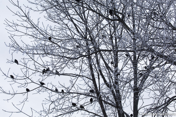 Starlings in winter