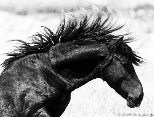 Wild Horse on Sable Island
