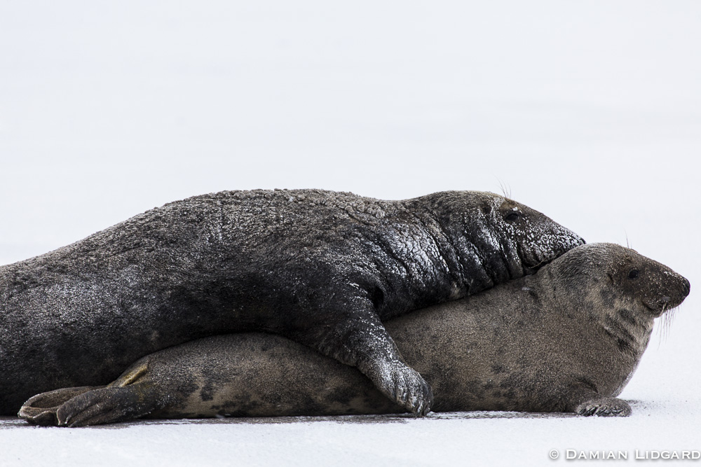 Grey seals in coitus, Sable Island