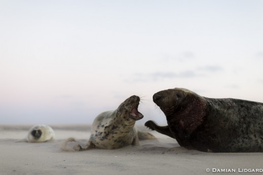 Sable island grey seals
