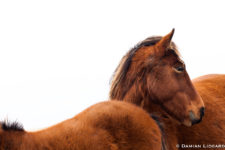 Sideways (2010) - Wild Horses of Sable Island - Damian Lidgard photography