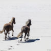 Running sable island horses