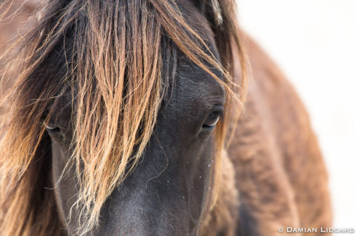Closeup of Wild Horse on Sable Island, Canada