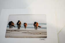 Greeting Card Wild Horses of Sable Island