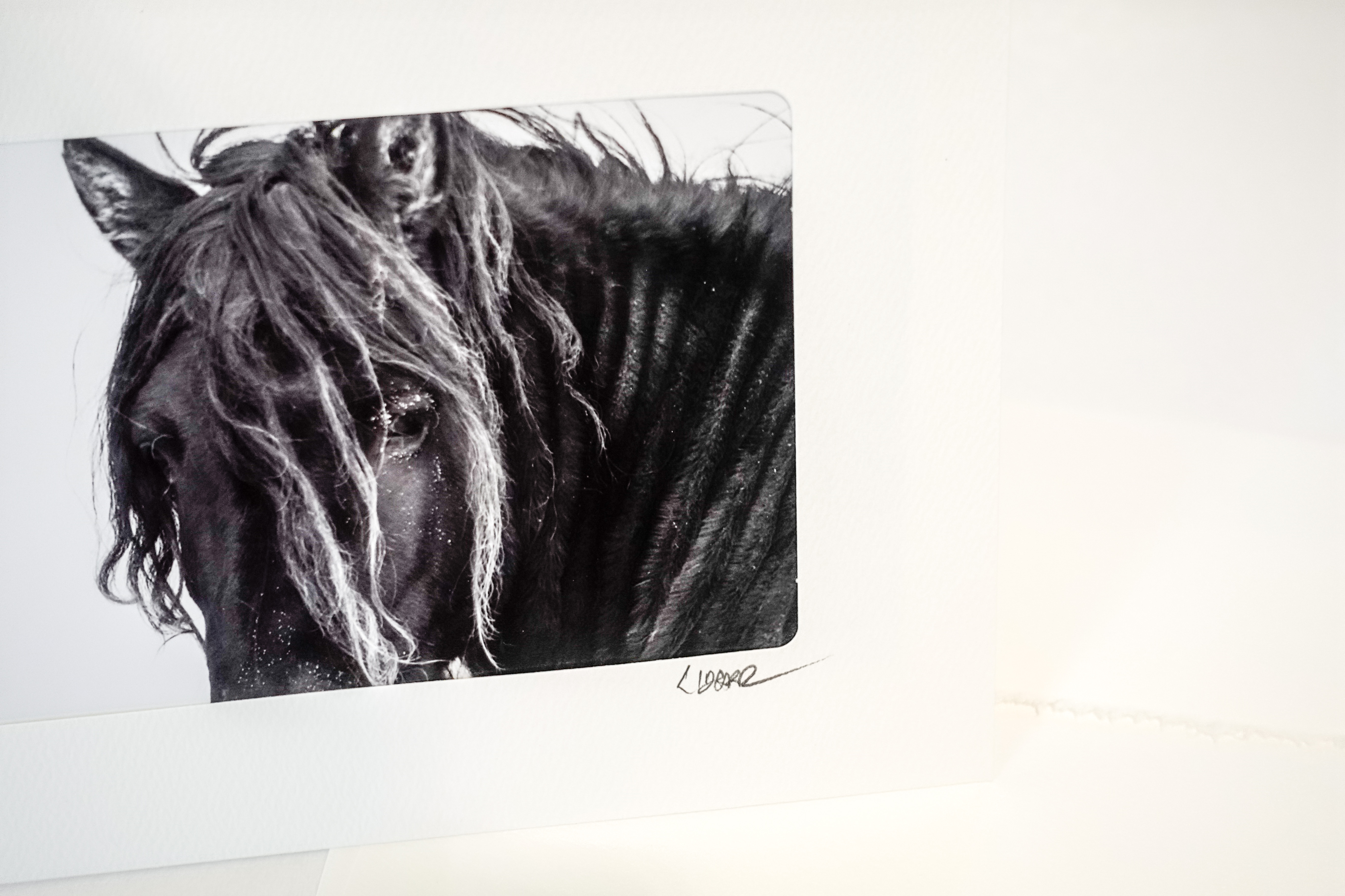 Wild Horse of Sable Island Greeting Card