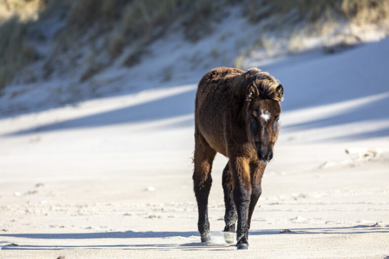 Damian Lidgard Sable Island wildlife horse foal