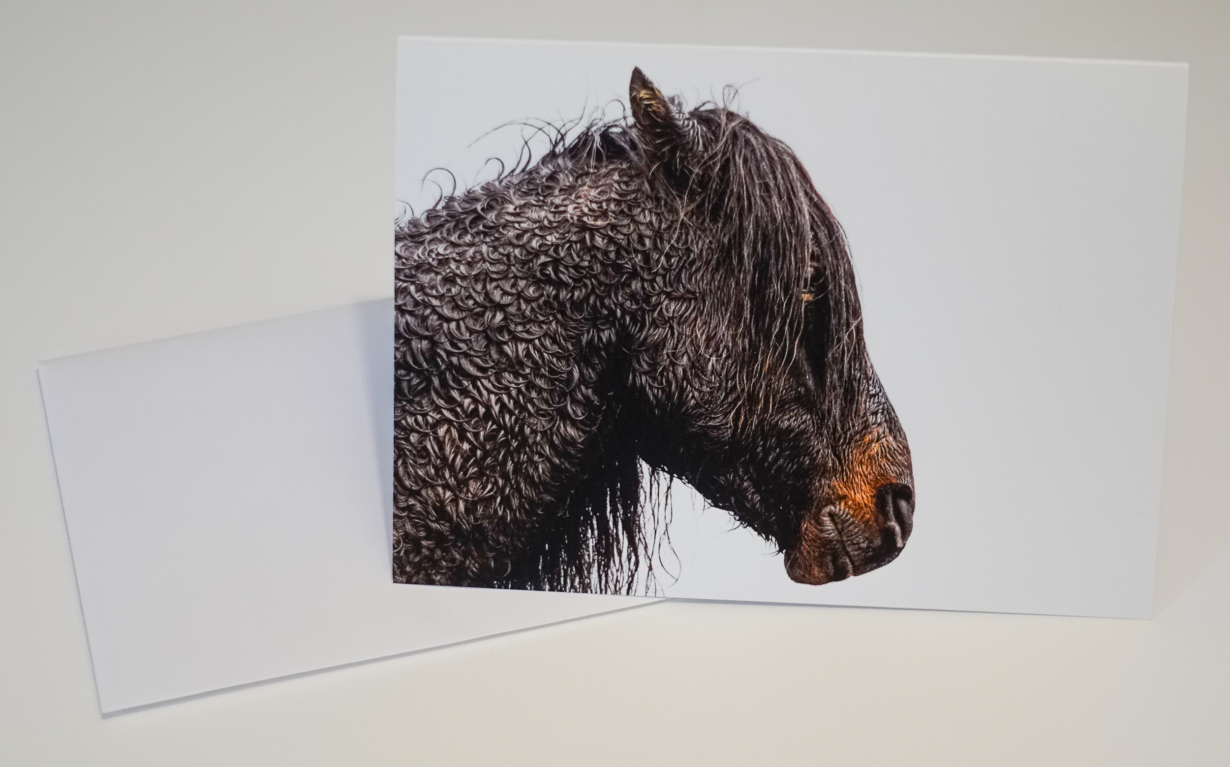 Standard Greeting Card Wild Horse Sable Island