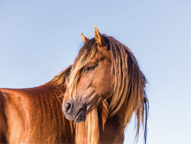 Wild Horse of Sable Island, Nova Scotia, Turning to Look Behind, - Sable Calendar 2023 - Damian Lidgard photography