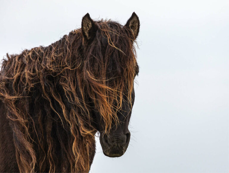 Horses of Sable Island, Canada